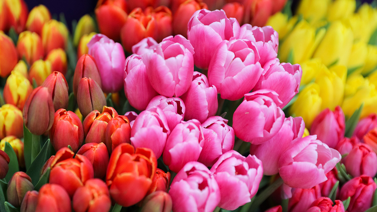 Эксперты рассказали, во сколько обойдется букет к 8 Марта в Нижнем Новгороде