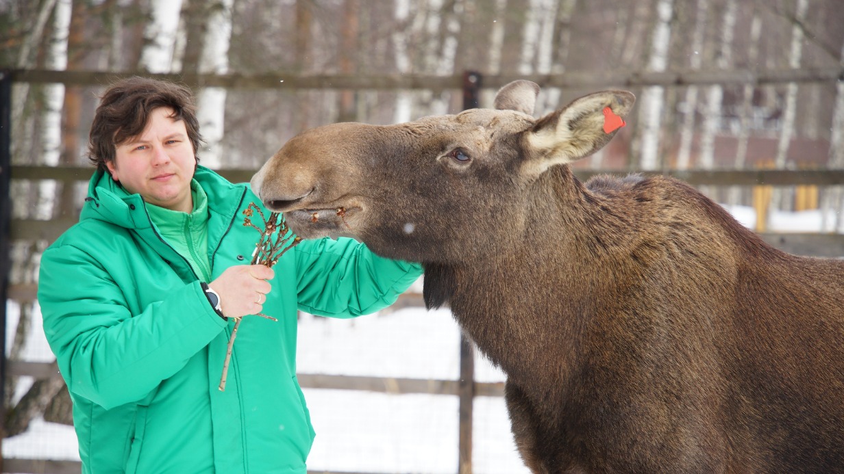 Начальник эколого-просветительского комплекса «Лосиная биостанция» национального парка «Лосиный Остров» Иван Юткин дает лакомые ветки лосихе Дине. Она с удовольствием ест молодые побеги осины, ивы, клена, липы, рябины, особенно если на них уже появились почки