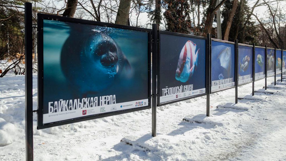 Фотовыставка «Океан в городе» открылась в парке «Сокольники»