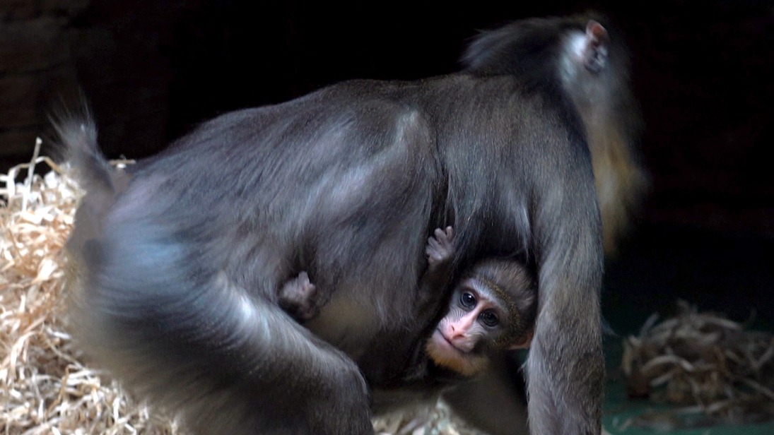 Москвичи с помощью проекта «Активный гражданин» выбрали имя детенышу мандрила