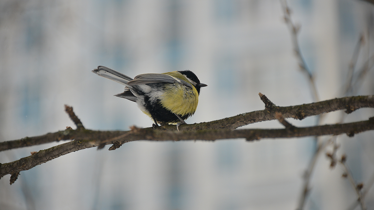 Москвичам рассказали о пернатых, которых можно встретить в столице зимой 