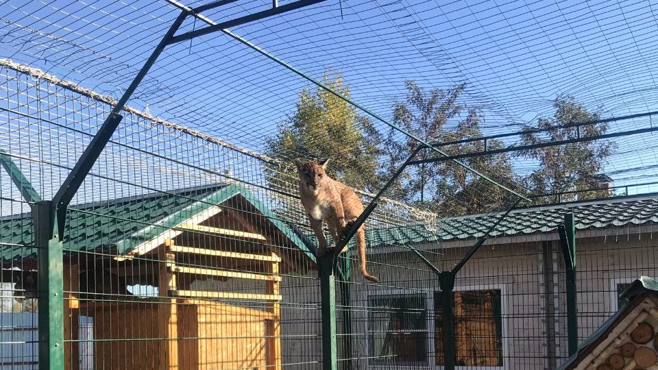 Прокуратура закрыла питомник в подмосковном селе, из которого регулярно сбегали львы и пумы