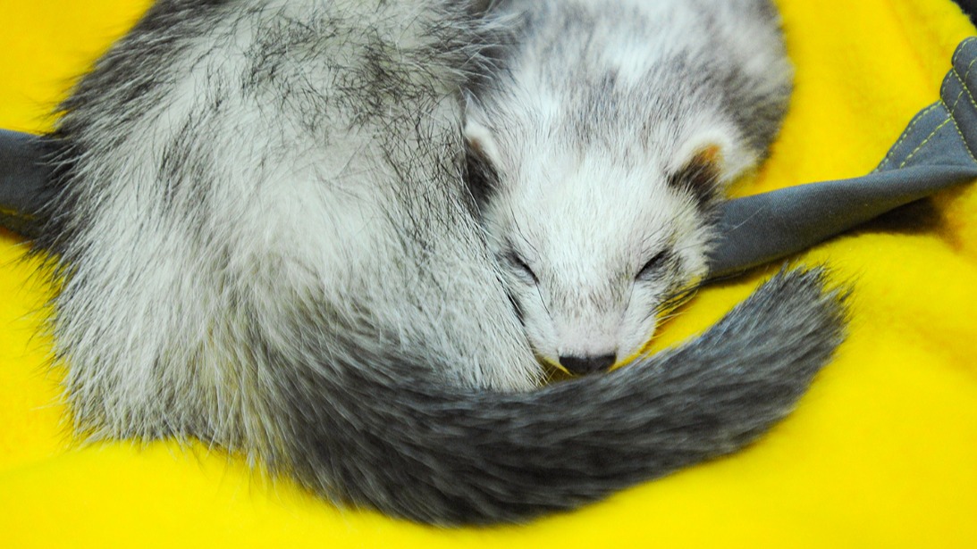 Дегу, еноты, обезьяны: каких животных записывали москвичи на прием к ветеринару через mos.ru