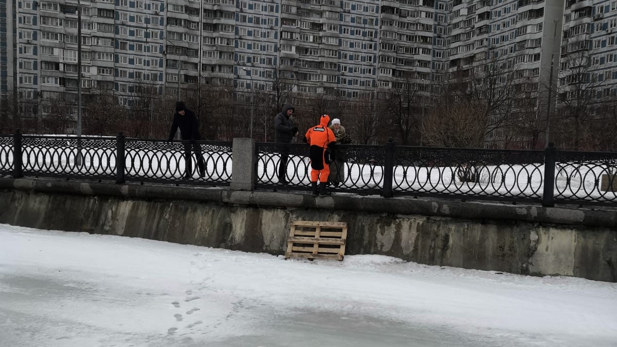 Московские спасатели защитили кота от стаи ворон