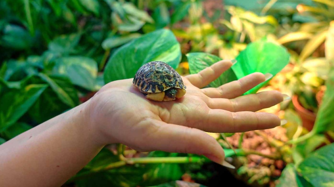 Редчайшая лучистая черепаха родилась в Московском зоопарке