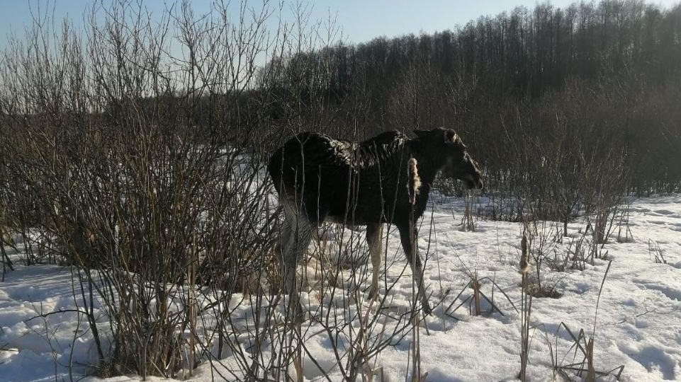 Спасатели вытащили лося, который провалился под лед в Подмосковье