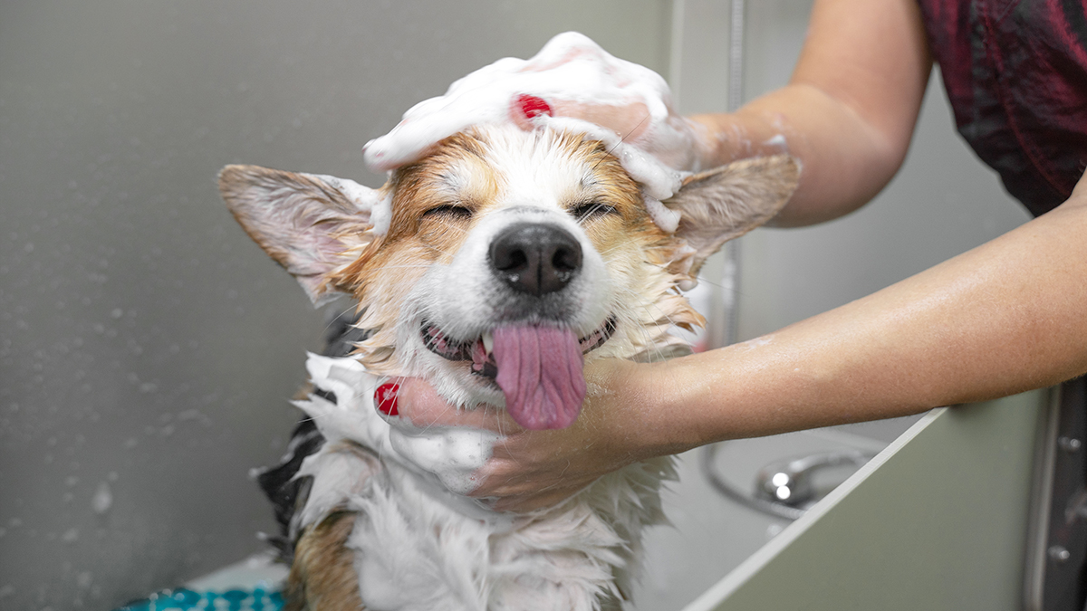 Кинолог Голубев рассказал, как избежать ранней смерти собаки