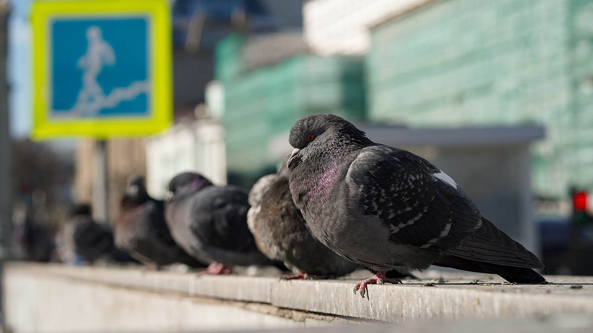 Синоптик Шувалов предупредил москвичей о сильном похолодании 17 марта