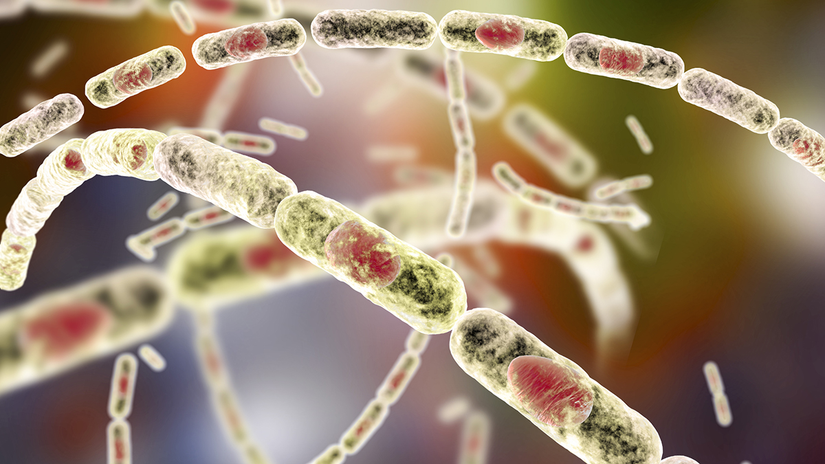 «С черным дном»: инфекционист Вознесенский назвал явный признак сибирской язвы