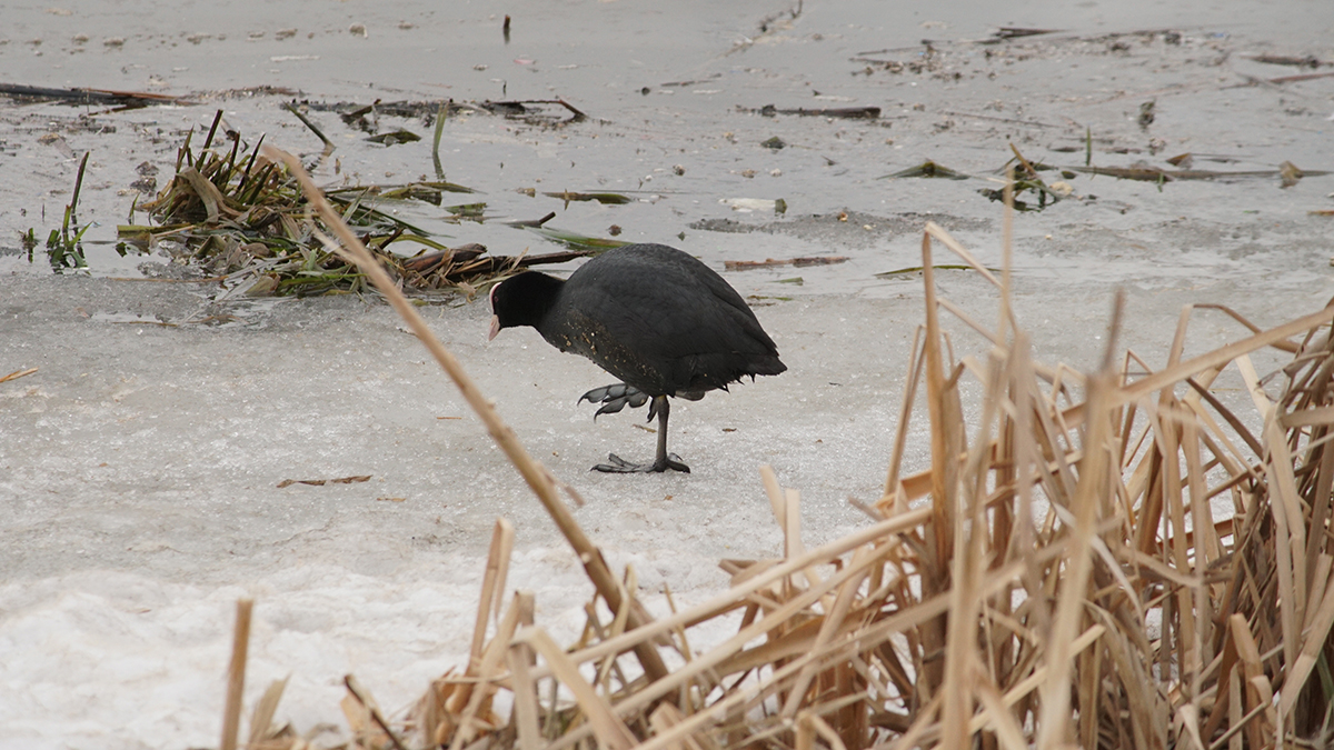 Погода в Москве и Подмосковье в марте 2025 года