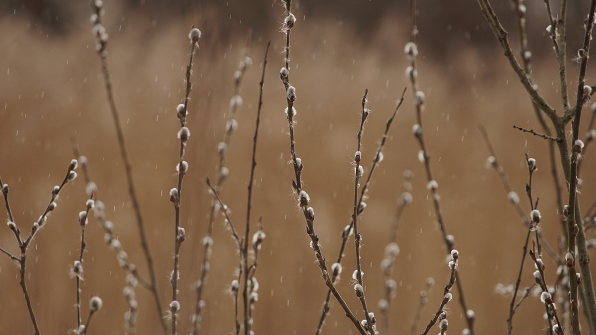 Все о вербе: как ее выбрать, правильно освятить и что с ней делать после праздника