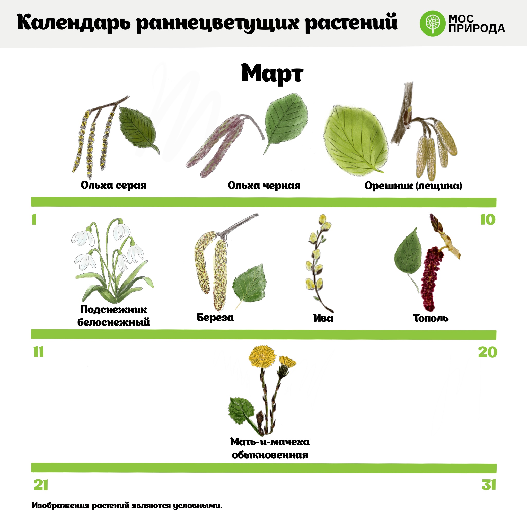 На диаграмме представлена продолжительность цветения некоторых видов растений