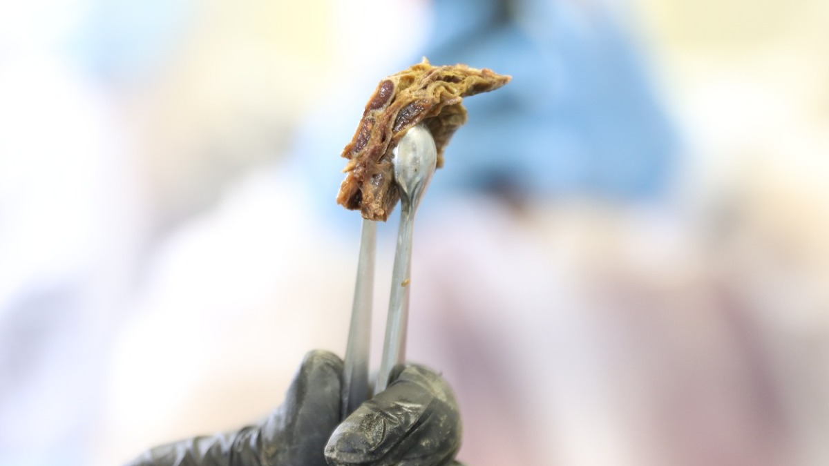 Российские ученые обнародовали первые результаты вскрытия древнего бизона в Якутске