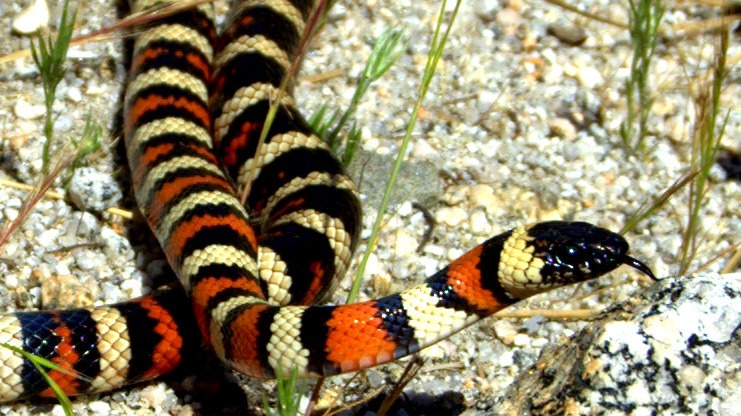 Москвич обнаружил королевскую калифорнийскую змею в своей квартире