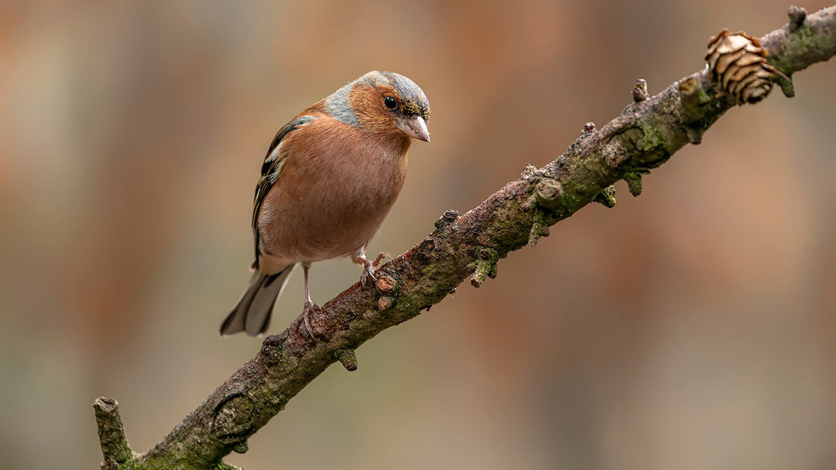 Первые зяблики прилетели в Москву