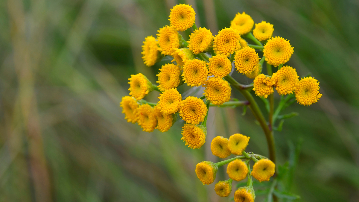 Ученые рассказали дачникам, какие растения на участке улучшают настроение