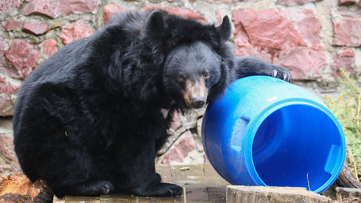 «Доброе медвежье»: Московский зоопарк показал завтрак Розы, Алладина и Грома