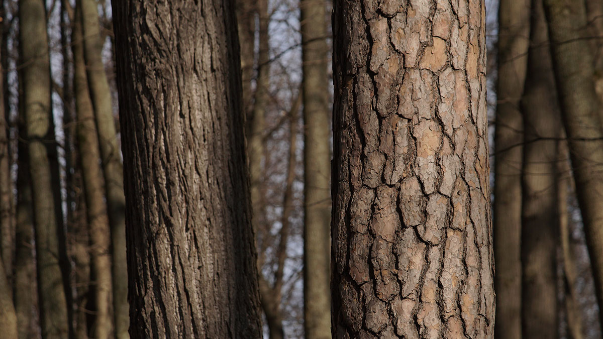 Около привязанной к дереву на Урале женщины без головы нашли странные предметы