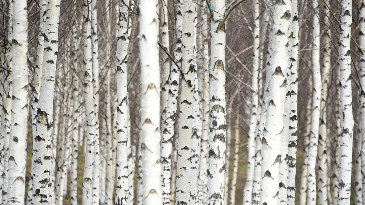 Народные приметы на 11 апреля