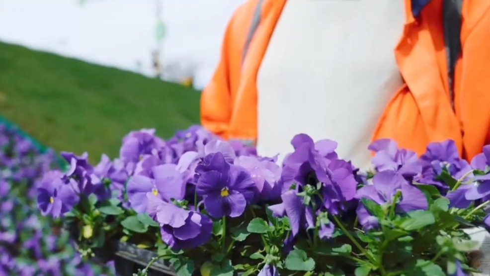 Сергей Собянин: Почти пять миллионов саженцев виолы высадят в Москве до конца апреля