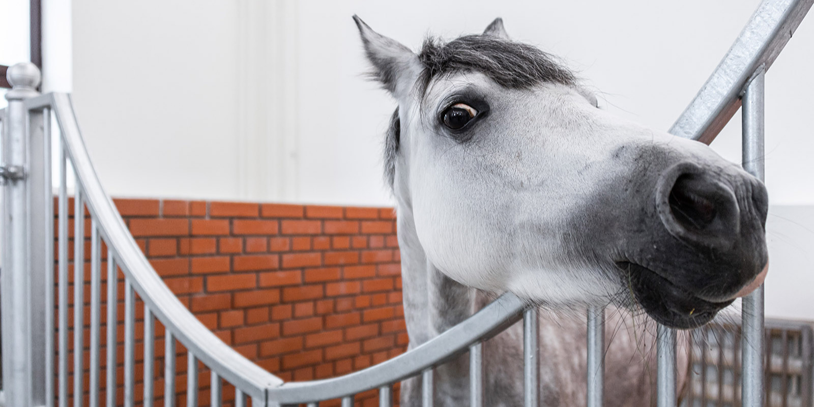Вторую очередь конноспортивного комплекса построят в Новой Москве