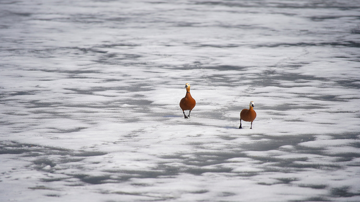 В Санкт-Петербурге под лед провалились четверо школьников