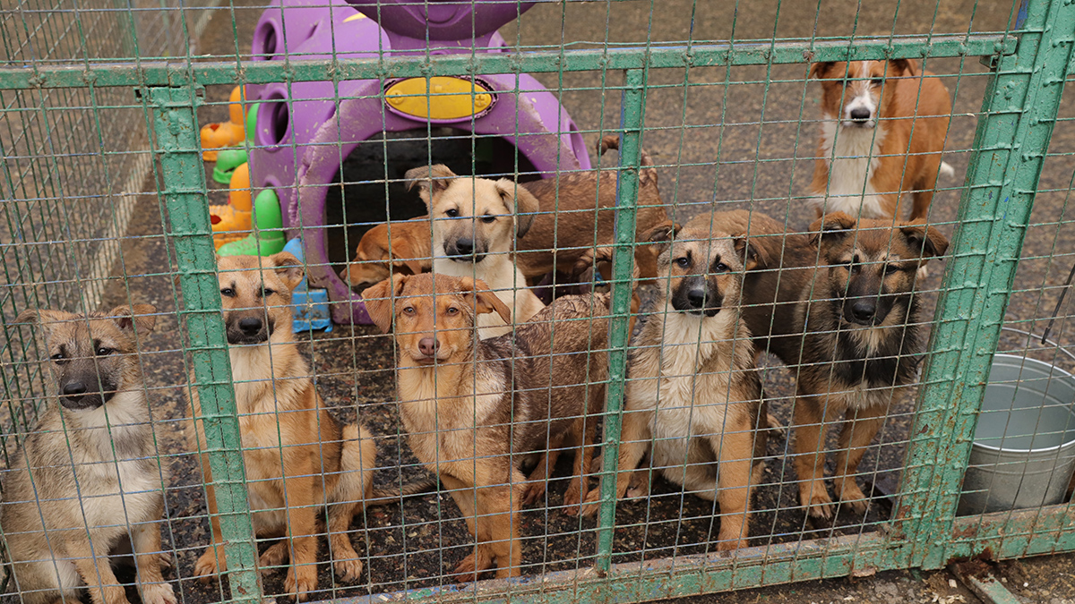 Более двух тысяч животных забрали из московских приютов в 2023 году