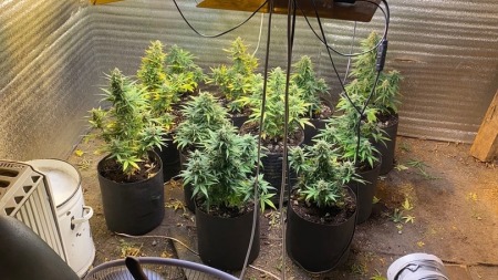 Полиция изъяла 11 кустов конопли и крупную партию наркотиков из дома жителя Подмосковья