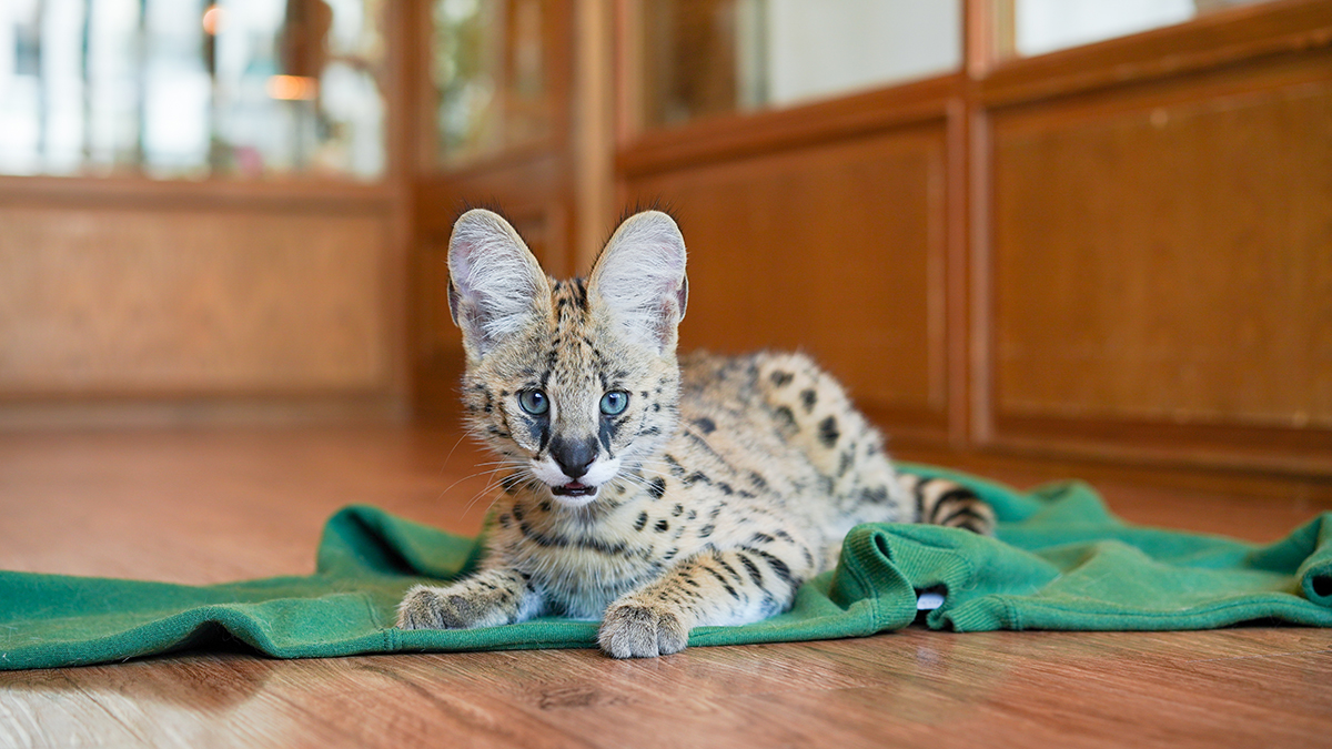 Футболист «Локомотива» Карпукас обвинил ветклинику в убийстве кота за миллион
