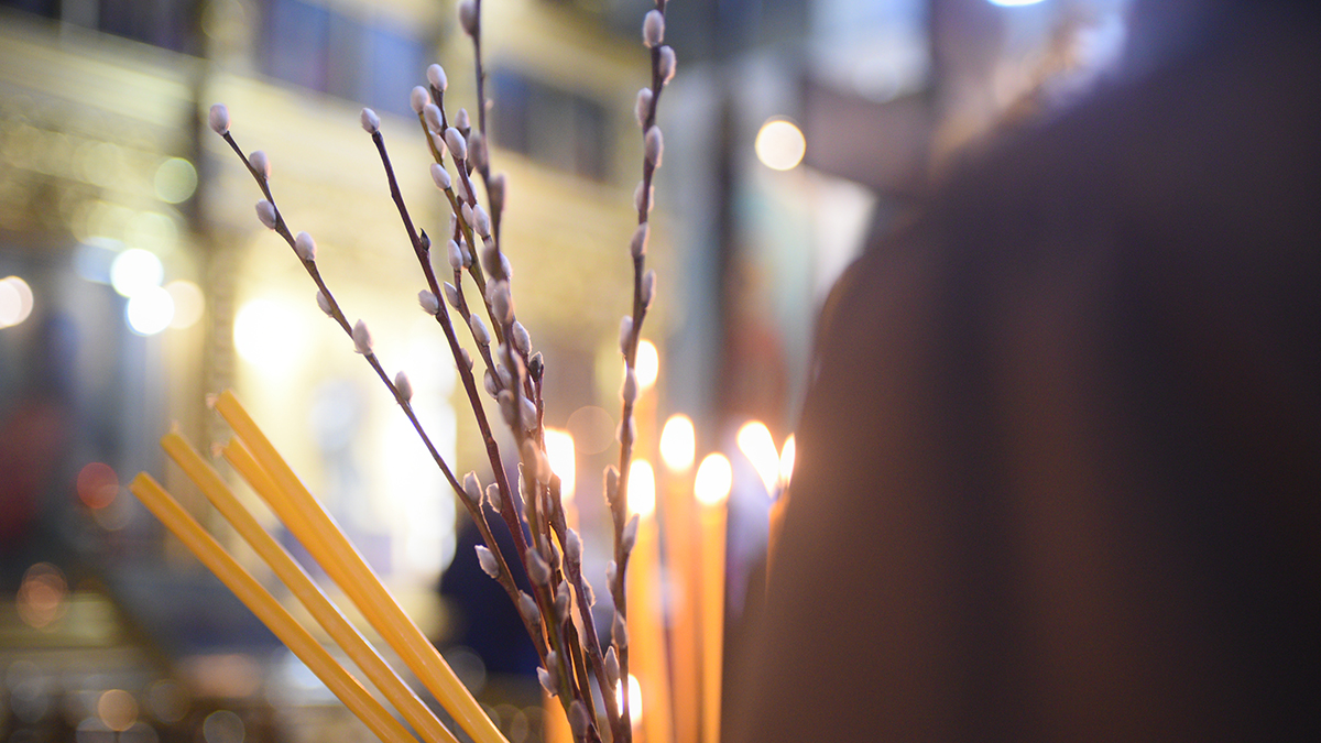 Почему нельзя выбрасывать вербу