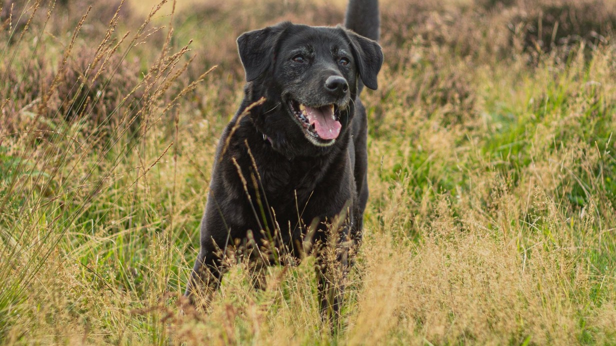 Британские ветеринары смогли вылечить собаку от алкоголизма