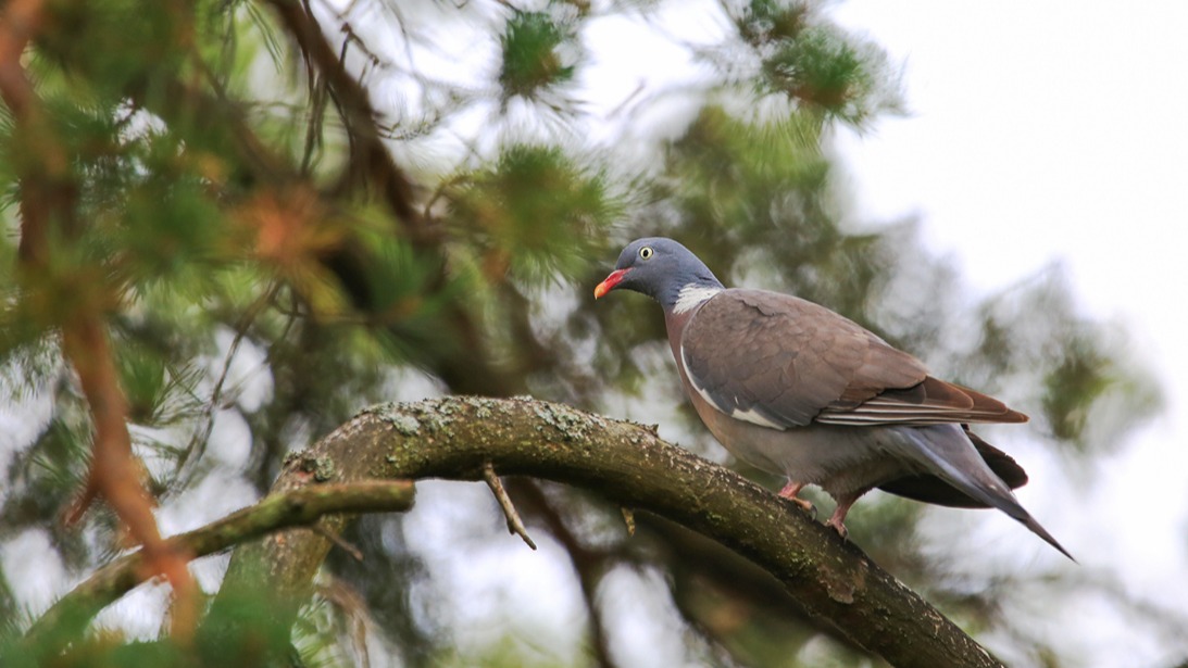 Краснокнижную птицу обнаружили в парке «Москворецкий»