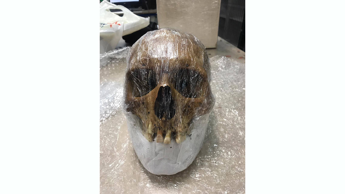 Череп с пулевым отверстием обнаружили таможенники в аэропорту Внуково