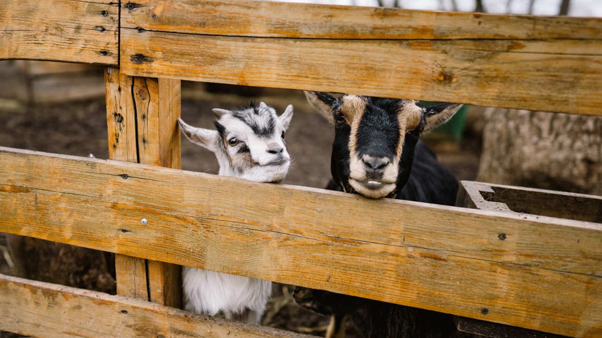 Три зааненские козочки родились на «Городской ферме» ВДНХ
