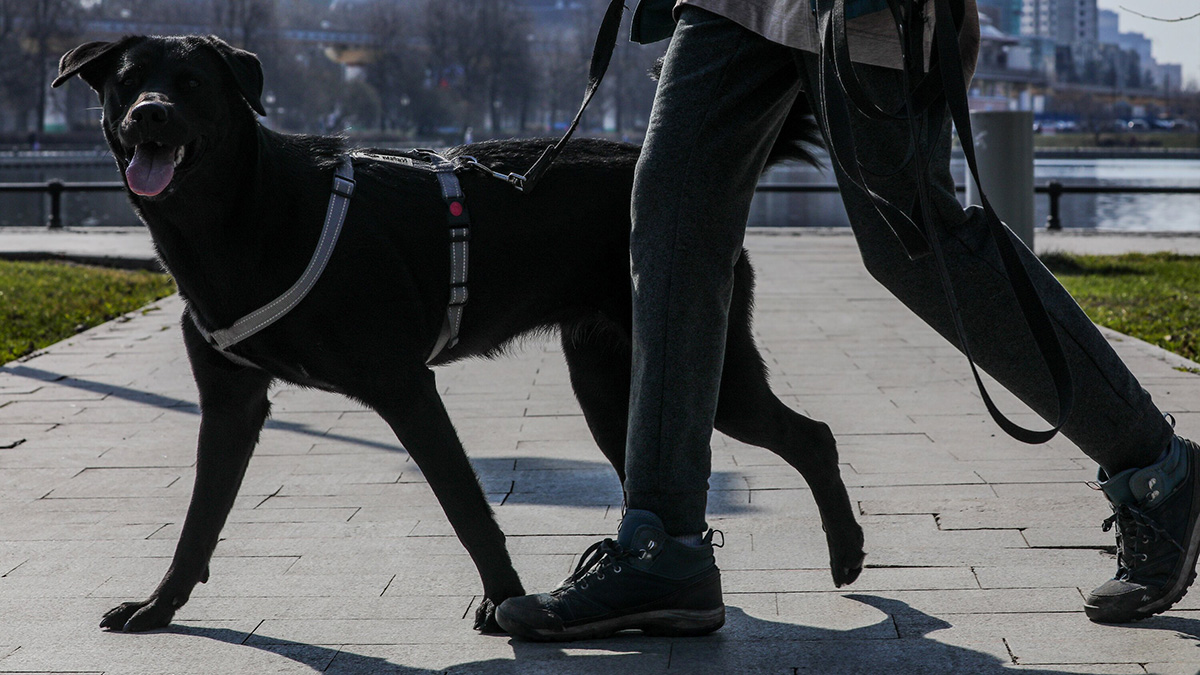 В Госдуме предложили штрафовать россиян за самовыгул собак