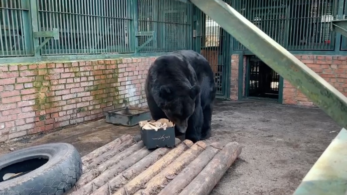 Медведь Гром вышел из первой в жизни спячки
