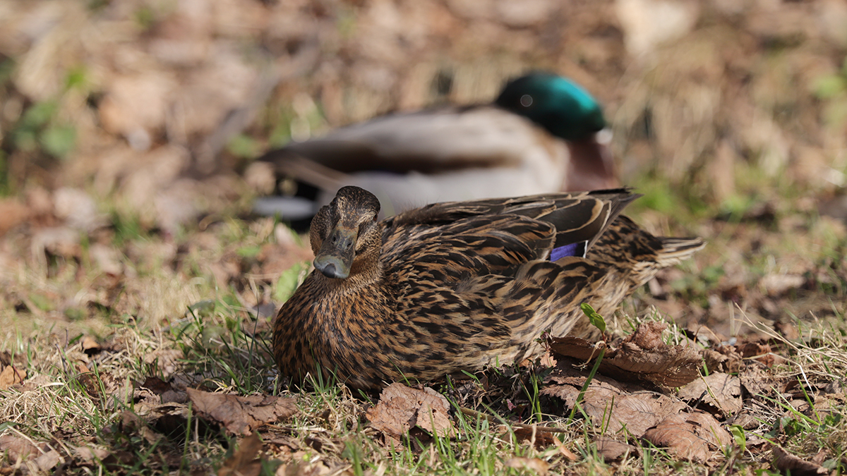 Биолог Глазков призвал не подкармливать уток хлебом из-за крыс