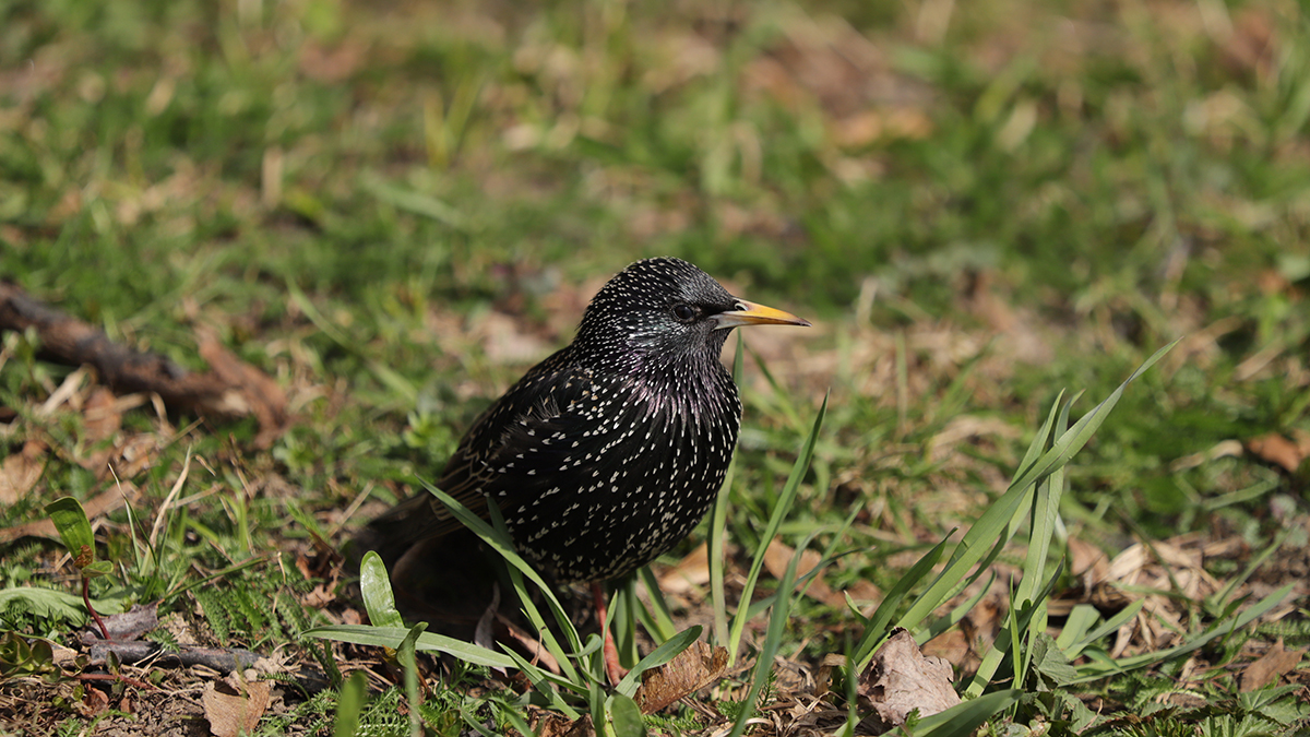 Животные на природных территориях столицы начали готовиться к зиме
