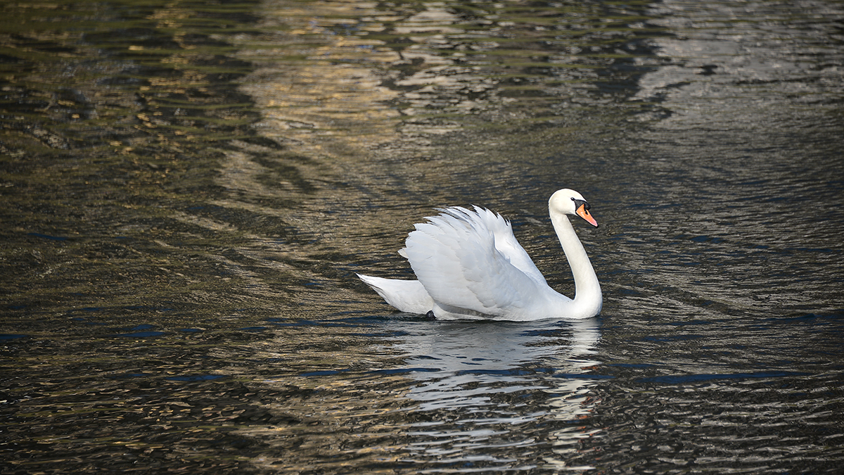 Биолог Глазков оценил появление лебедей-кликунов в центре Приозерска