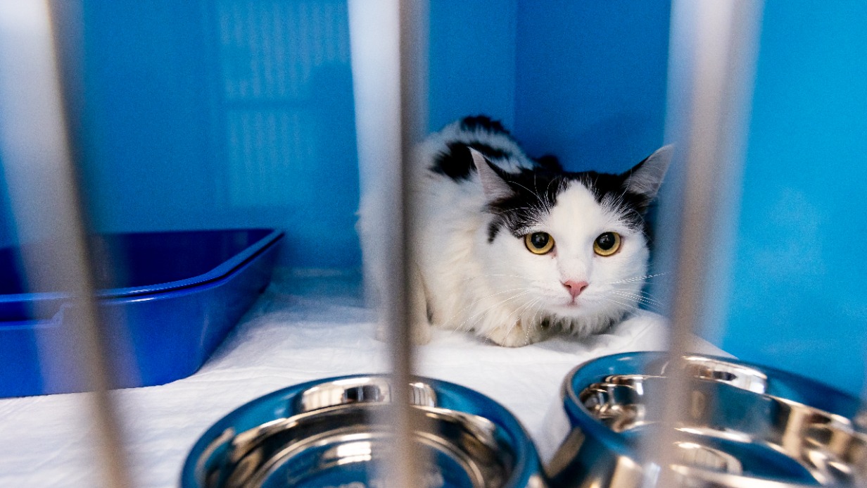 Круглосуточный стационар для домашних питомцев открылся в Москве