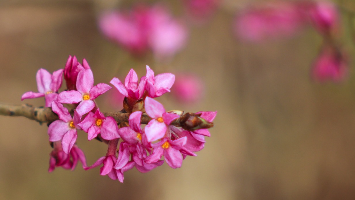 «Не стоит собирать с ним букеты»: терапевт Теплакова назвала опасный лесной цветок 