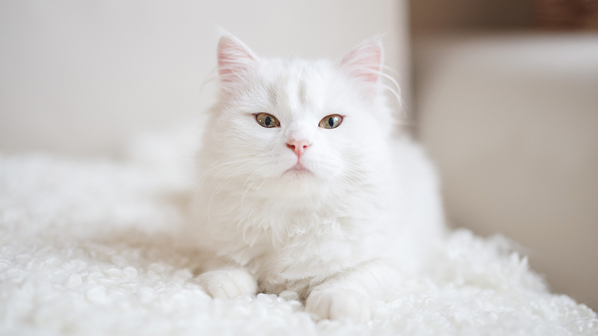 10 забавных фактов о белых кошках