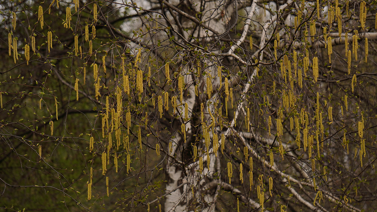 Москвичей предупредили об активном цветении березы в столичном регионе
