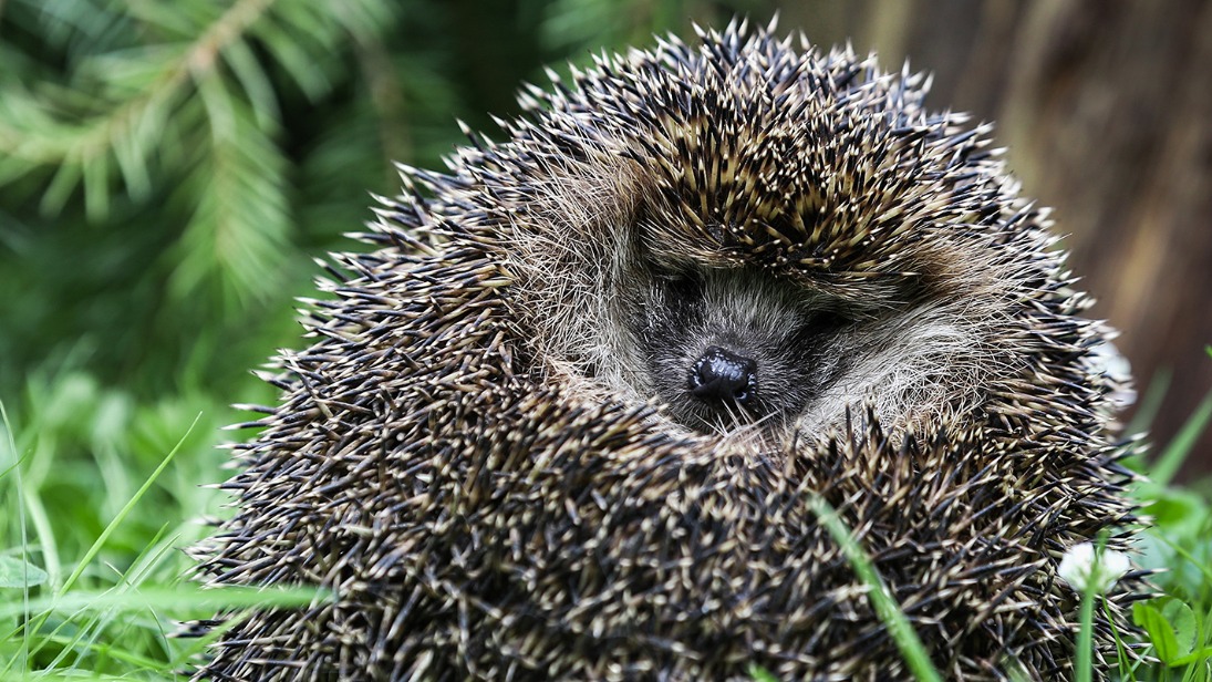 Ежи, лягушки и летучие мыши начали просыпаться на природных территориях столицы