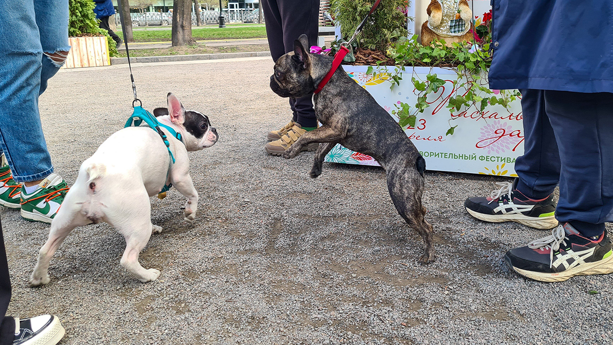 В Петербурге планируют открыть Клуб любителей французских бульдогов