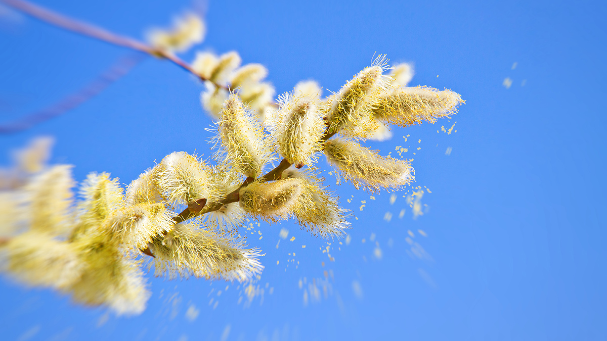 Врач Ильина спрогнозировала «пыльцевые бури» весной в Центральной России