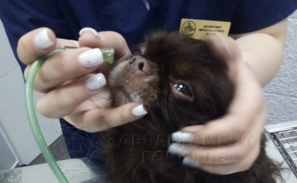 Спасатели вытащили собаку из горящего дома в Новой Москве