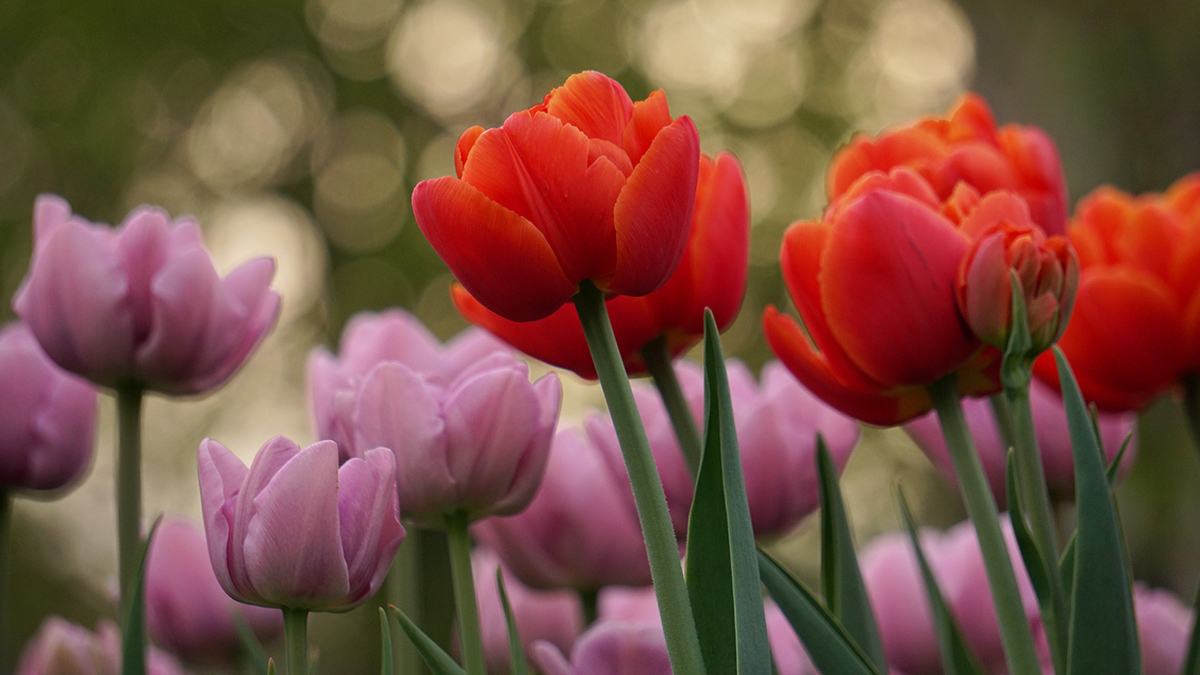 Можно ли есть тюльпаны