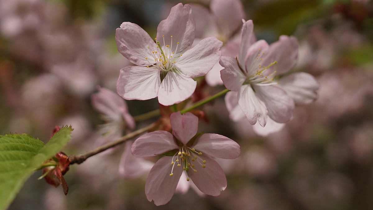 Метеорологи рассказали, какая погода ждет россиян в апреле
