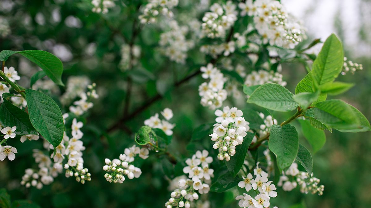 Дендротерапевт Рязанова установила взаимосвязь цветения черемухи и жаркого лета